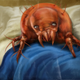 Illustration for article titled Large cockroach burrows into mans ear -- in Australia, of course